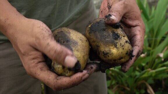 在田里收获土豆