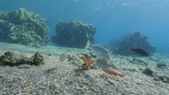 珊瑚石斑鱼正在吃章鱼