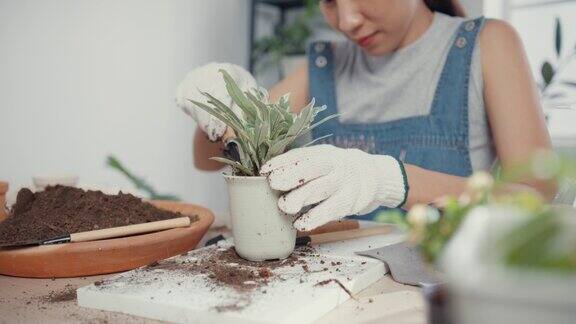 年轻的亚洲妇女移植植物到新的花盆在早上在家里的特写
