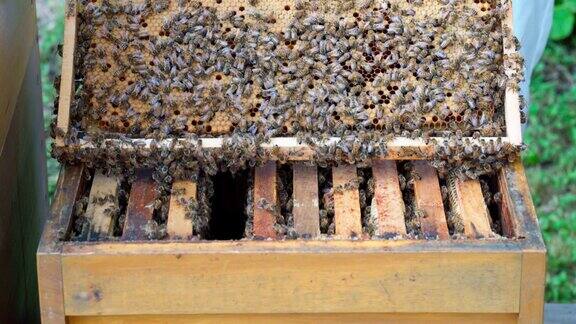 养蜂人打开蜂箱拿着烟枪安抚蜜蜂露出小鸡骨架