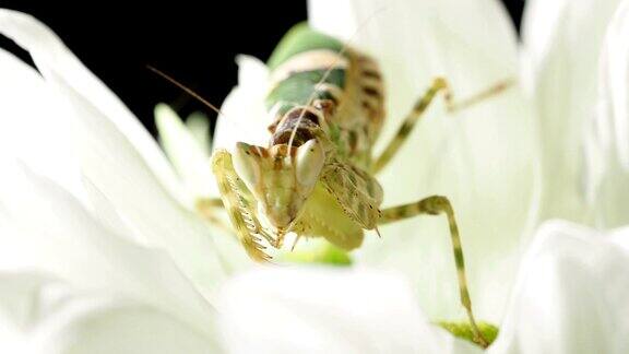 Creobrotermeleagris螳螂吃花