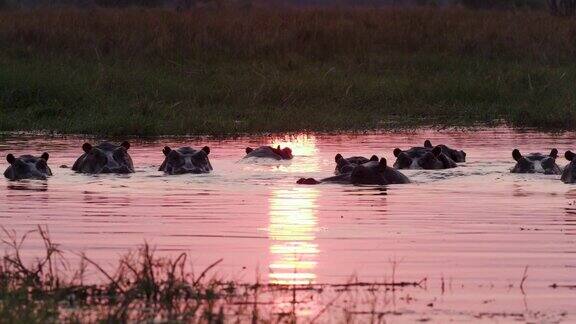 近距离观看一群河马在日落时在河流中游泳在奥卡万戈三角洲博茨瓦纳