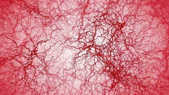 人体血管的三维循环动画红色的毛细血管白色背景上的眼血解剖背景医学概念