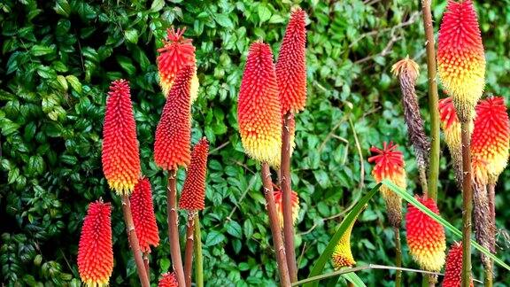 留尼汪岛的Kniphofiauvaria