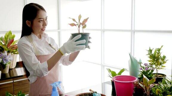 一名年轻女子正在自家柜台上的花盆里种植