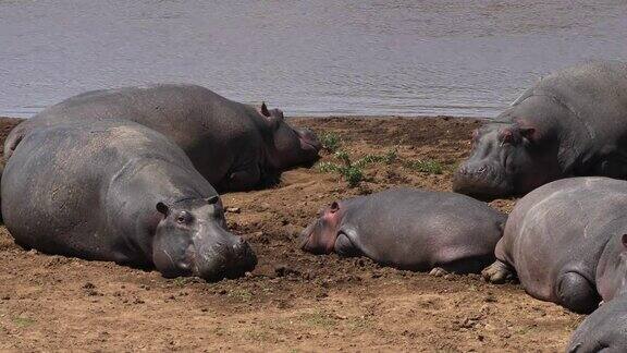 河马两栖河马群站在河边马赛马拉公园在肯尼亚实时4K