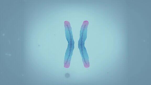 染色体端粒突出