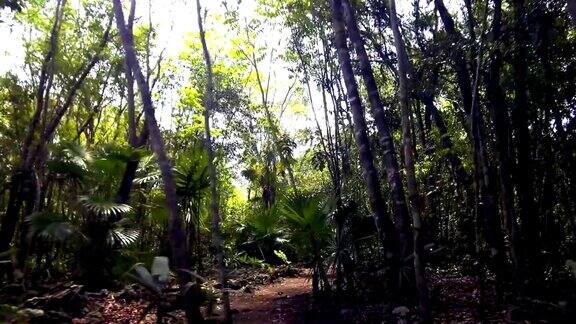 加勒比海西安的丛林小径旅行视频4K