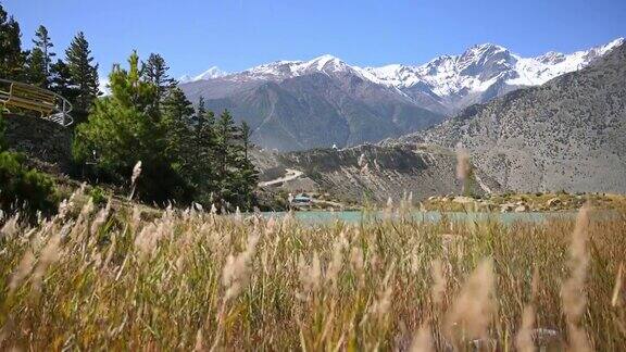 丹巴湖和喜马拉雅山在尼泊尔的野马区