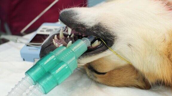 姜宠物睡觉时连接麻醉气体设备麻醉宠物在心脏监护器上一个概念的宠物在麻醉与心脏病马尼托姆