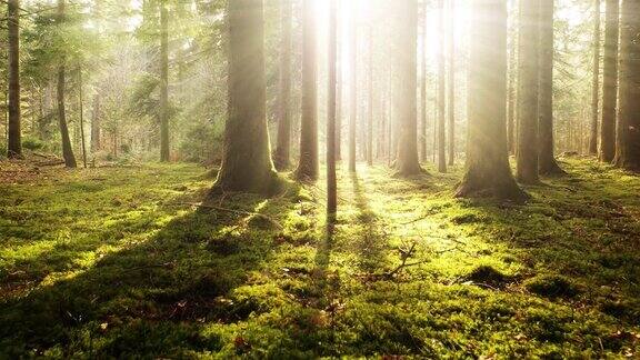 梦幻般的童话般的阳光阳光穿过长满青苔的森林景观
