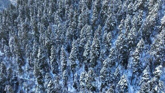 美丽的雪山高海拔森林景观在西藏中国