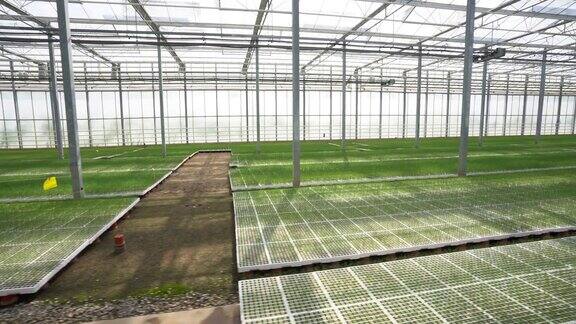 作物在紧凑的地块上茁壮成长:荷兰温室技术与铁和玻璃培育透视面积计划
