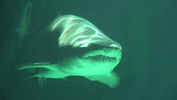 雌性鲨鱼的嘴和牙齿与小鲨鱼