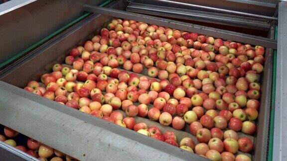 水果加工厂生产线上的苹果
