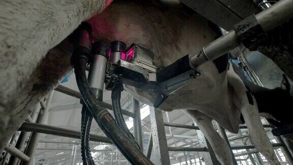 现代挤奶机的自动化过程用激光扫描母牛的乳房来挤出牛奶牛棚里有很多奶牛农业产业