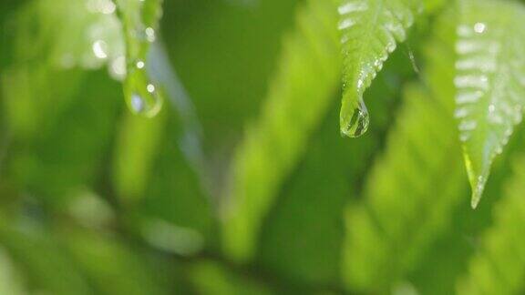一滴水从一片绿叶的顶端缓缓落下的壮观画面