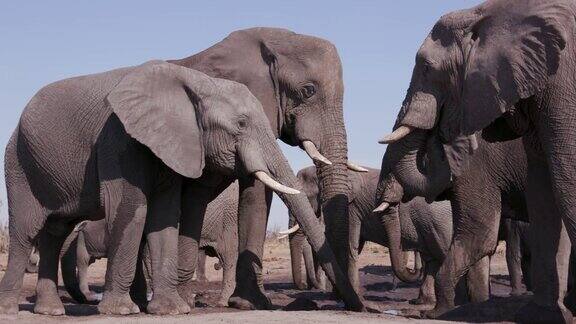 一小群大象在博茨瓦纳的一个水坑喝水的特写镜头