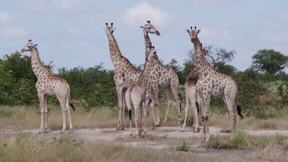 近距离观看成年和年轻的长颈鹿和成年在奥卡万戈三角洲的草原