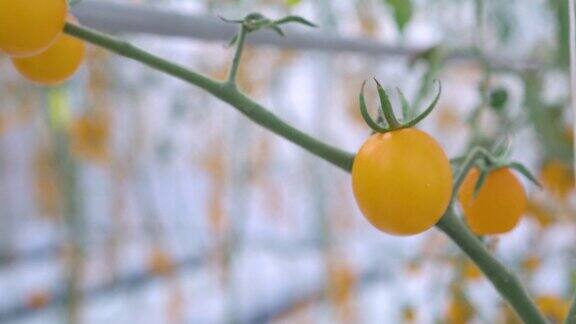 手从下面摸一个黄色的番茄