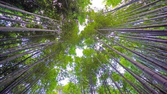 日本京都岚山竹林