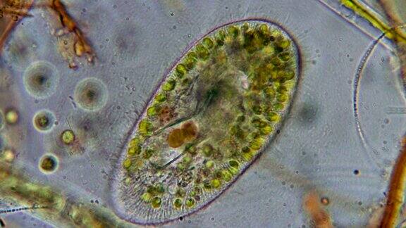 原生动物原生生物显微镜下单细胞生物真虫草履虫变形虫放大800倍