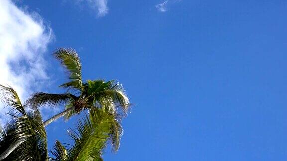 4K飞机飞过湛蓝的天空和棕榈树的头顶
