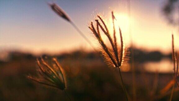 夕阳的光芒穿过红彤彤的草地