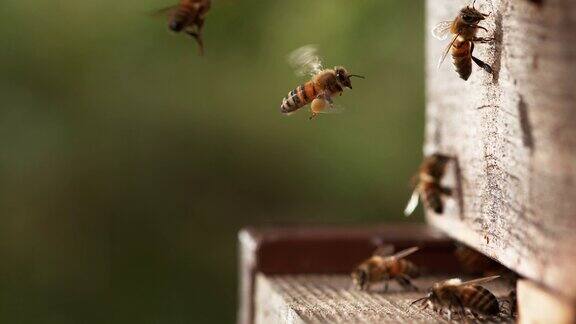 蜂房入口处的蜜蜂
