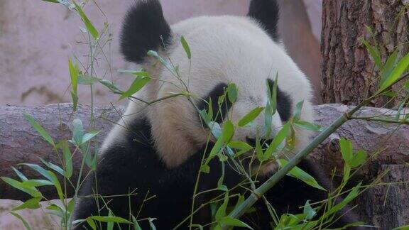 大熊猫(Ailuropodamelanoleuca)也叫熊猫熊或熊猫是中国中南部的一种熊
