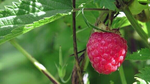 树莓果实