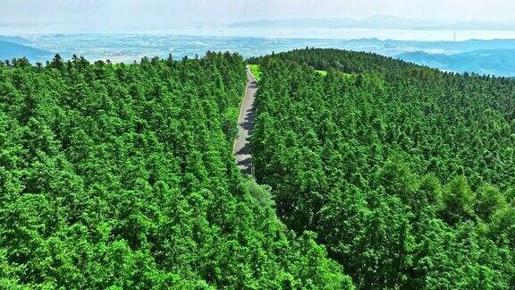 夏季绿林道路自然风光