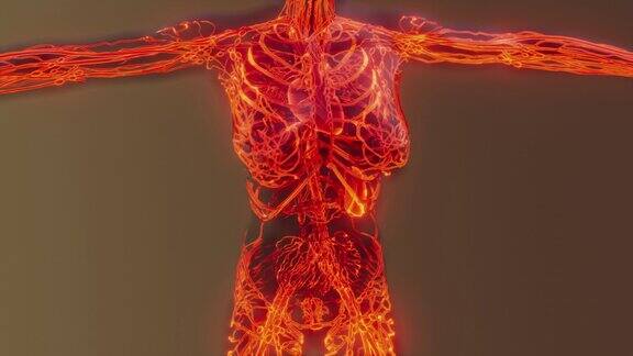 人体血管解剖扫描分析