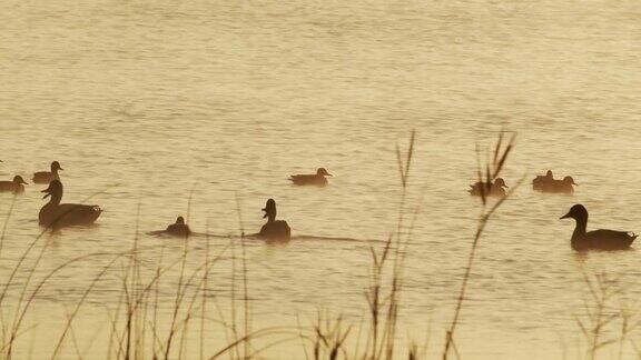 在克罗地亚达尔马提亚的Vranskojezero在金色的晨雾中湖上的鸭子