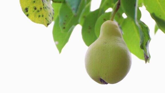 绿叶中挂着美味的梨子是收获果实的时候了