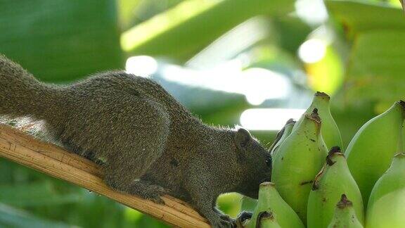 吃香蕉水果的松鼠