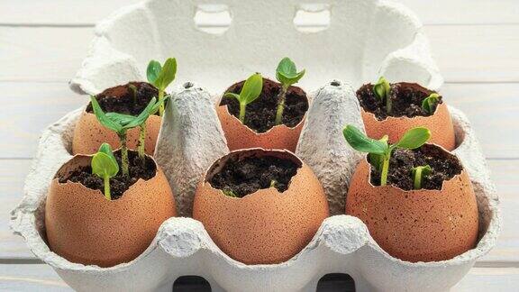 在蛋壳里的黄瓜幼苗生态园艺重用环保生活理念无塑料零浪费的理念春天复活节