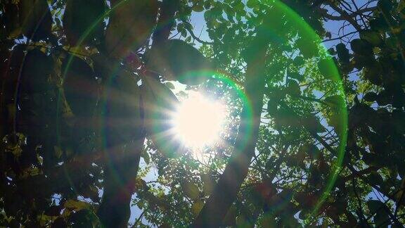 阳光和透过树的光