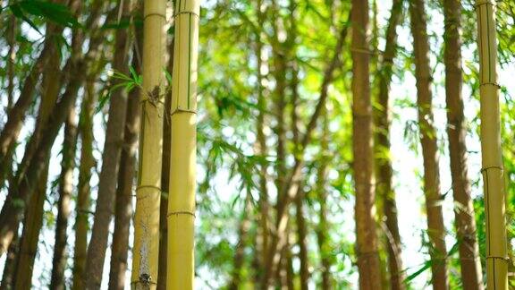 多利拍摄的竹林