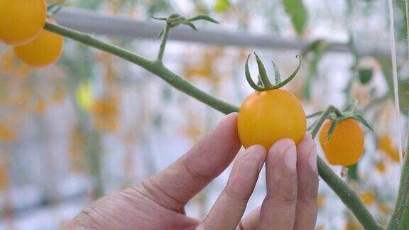 手指从下面触碰一个黄色的番茄