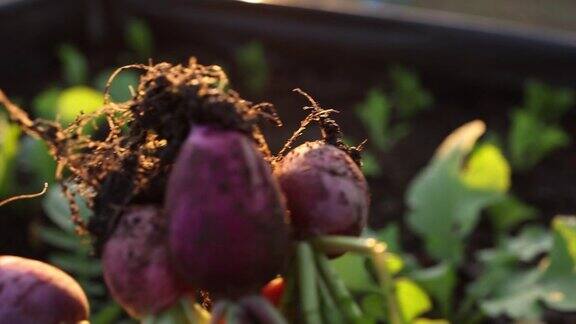 有机农场里的紫色萝卜蔬菜