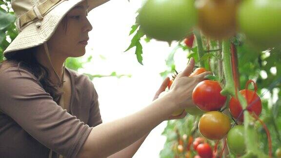 番茄农场的女性农民用数字平板电脑分析番茄
