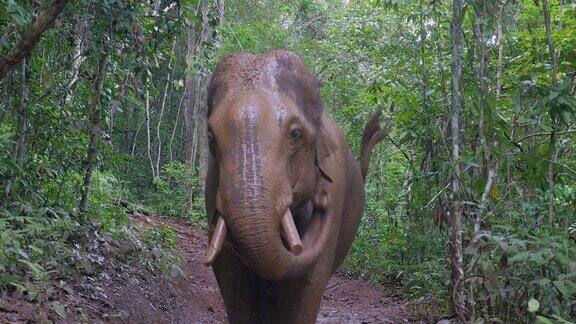 大象用鼻子向自己身上喷洒泥浆降温