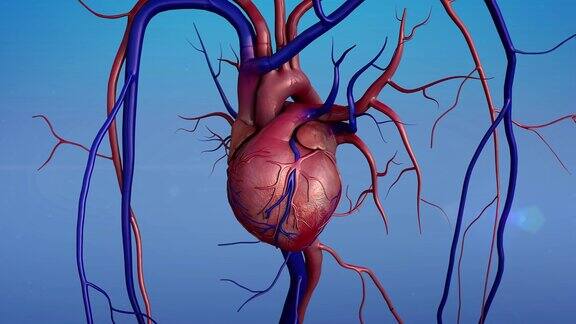 人类的心脏解剖