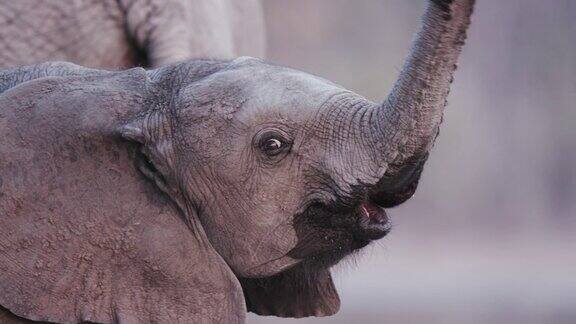 小象与周围的成年象互动的特写奥卡万戈三角洲博茨瓦纳