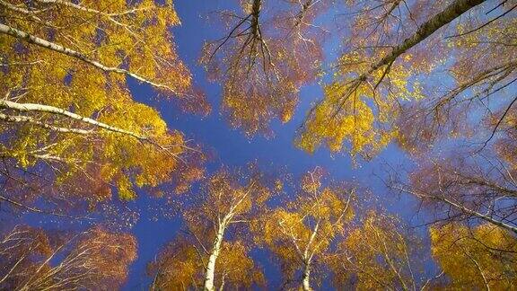 美丽的秋天桦树与彩色的黄叶和蓝天4KProRes422HQ
