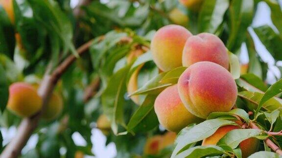 树上有几个水汪汪的桃子成熟了