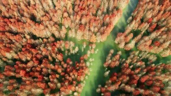 船和湖中柏树的鸟瞰图种植在湿地上的森林秋天的景色安徽省宣城宁国青龙湾柏树湿地公园著名的旅游景点