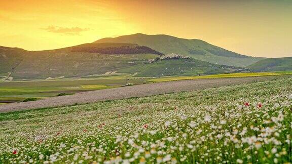 意大利翁布里亚Castelluccio日落时风景秀丽的山谷宁静的野花