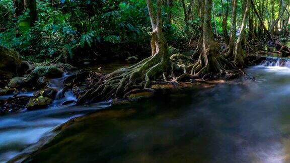 沼泽森林有树根和小溪水流